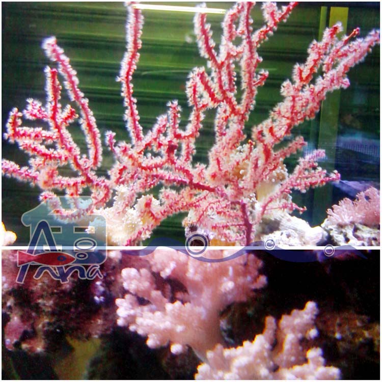 彰化-宏偉水族館 彰化水族館,魚缸設備