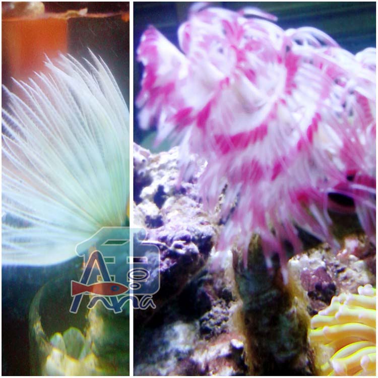 彰化-宏偉水族館 彰化水族館,魚缸設備