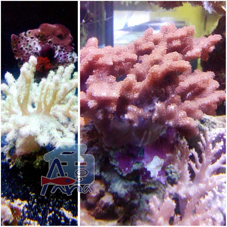 彰化-宏偉水族館 彰化水族館,魚缸設備