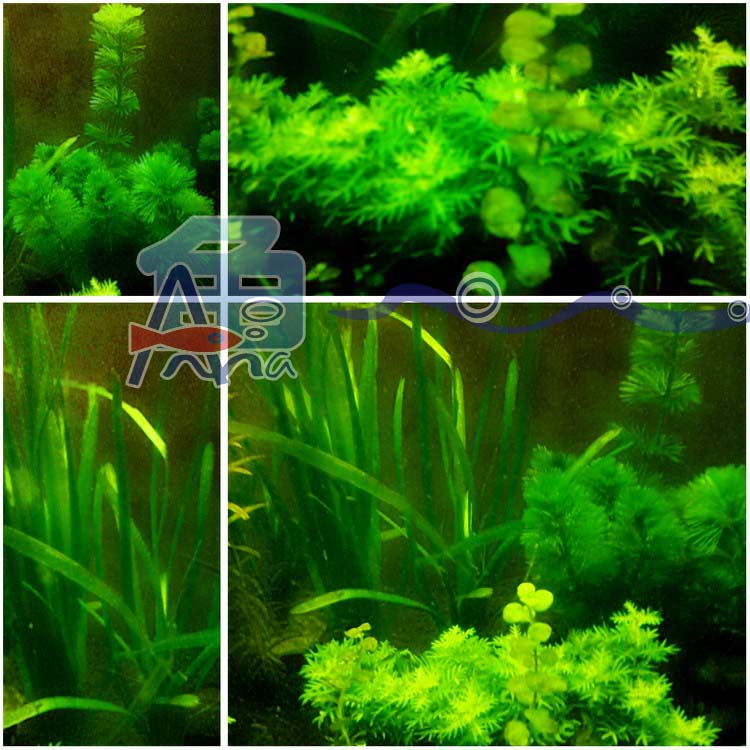 彰化-宏偉水族館 彰化水族館,魚缸設備