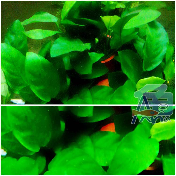 彰化-宏偉水族館 彰化水族館,魚缸設備
