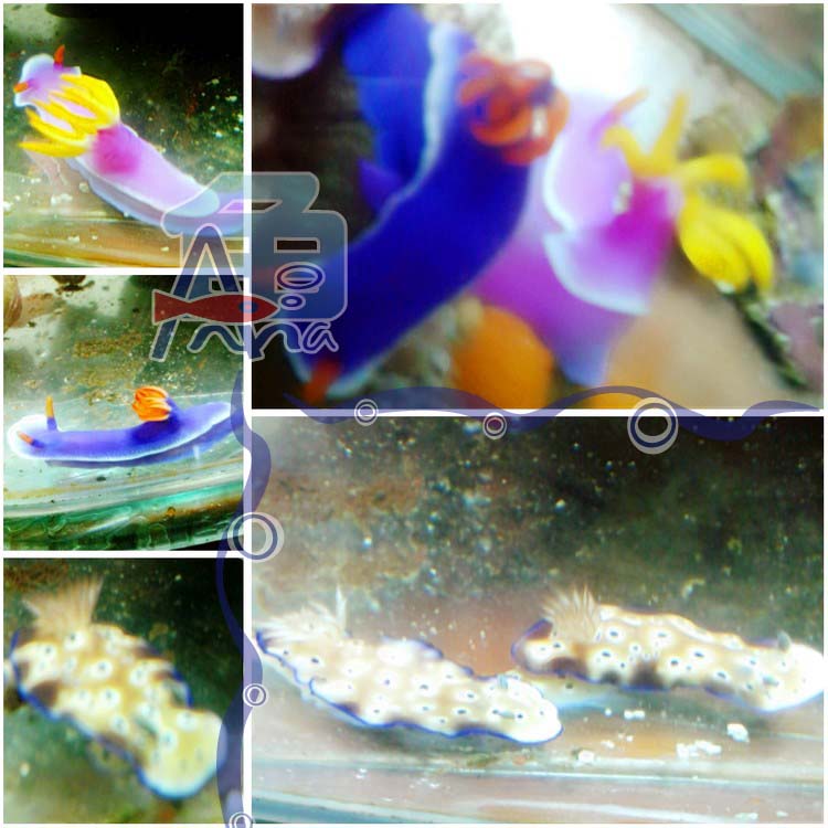 宏偉水族館(彩色海牛) 彰化水族館,魚缸設備