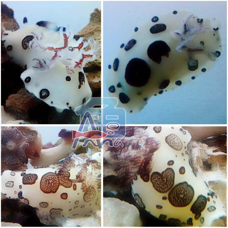 宏偉水族館(海乳牛) 彰化水族館,魚缸設備