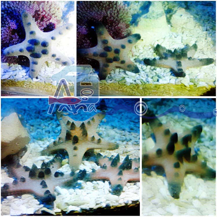 宏偉水族(正海星) 彰化水族館,魚缸設備