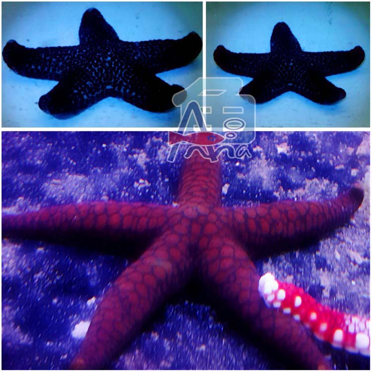宏偉水族館(斯里蘭卡海星) 彰化水族館,魚缸設備