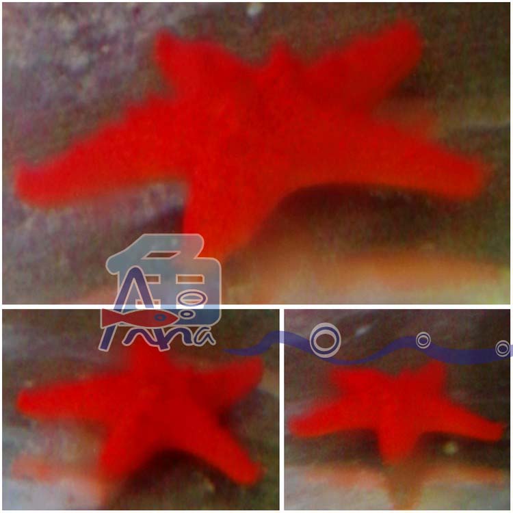 宏偉水族館(紅正海星) 彰化水族館,魚缸設備