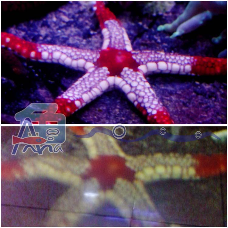 宏偉水族館(餅乾海星) 彰化水族館,魚缸設備