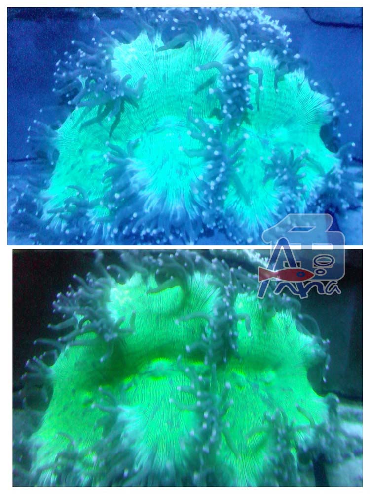 宏偉水族館(尼羅河) 彰化水族館,魚缸設備