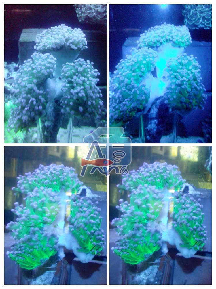 宏偉水族館(支狀珍珠) 彰化水族館,魚缸設備