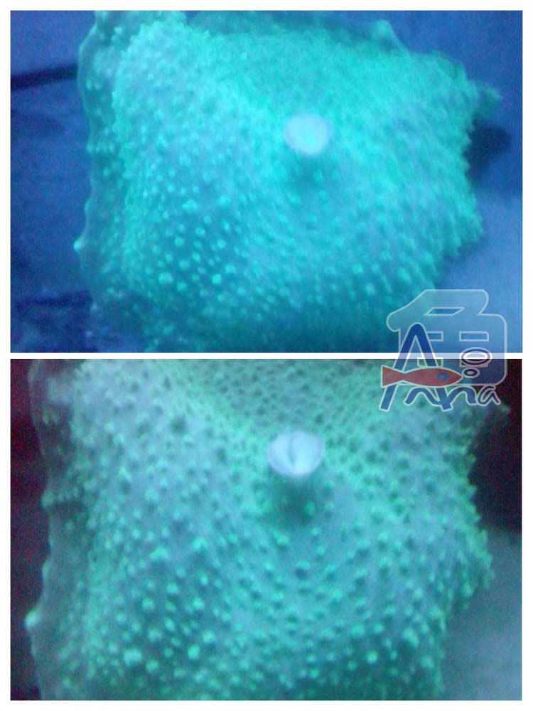 宏偉水族館(綠象耳) 彰化水族館,魚缸設備