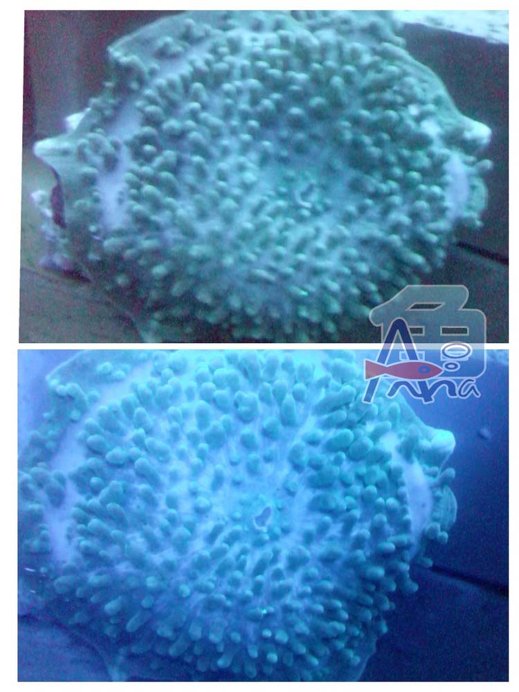 宏偉水族館(綠鬚象耳) 彰化水族館,魚缸設備