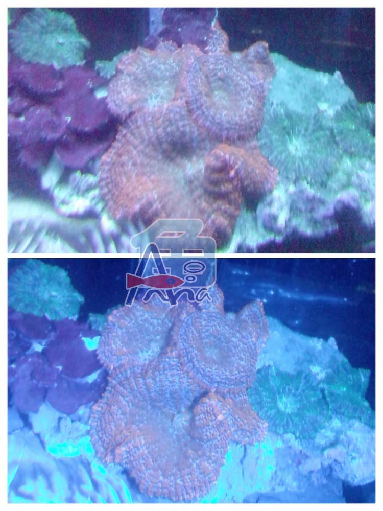 宏偉水族館(紅毛菇) 彰化水族館,魚缸設備