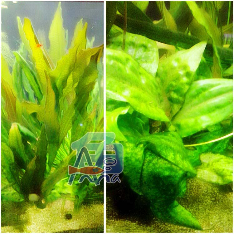 彰化-宏偉水族館 彰化水族館,魚缸設備