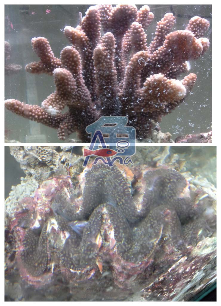 宏偉水族館(硬骨)(五爪貝)特大 彰化水族館,魚缸設備