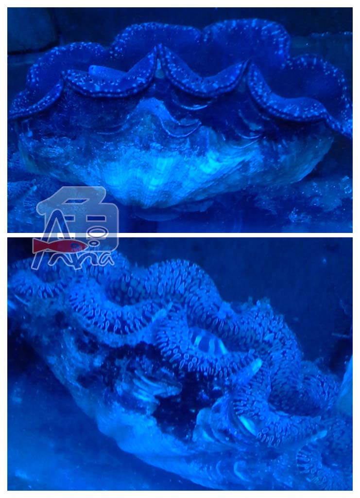 宏偉水族館(五爪貝) 彰化水族館,魚缸設備