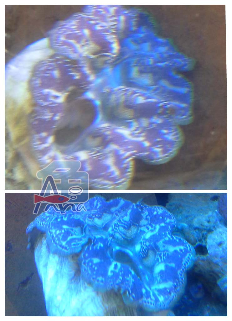 宏偉水族館(五爪貝) 彰化水族館,魚缸設備