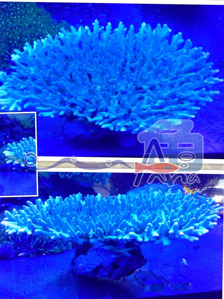 宏偉水族館(石桌硬骨) 彰化水族館,魚缸設備