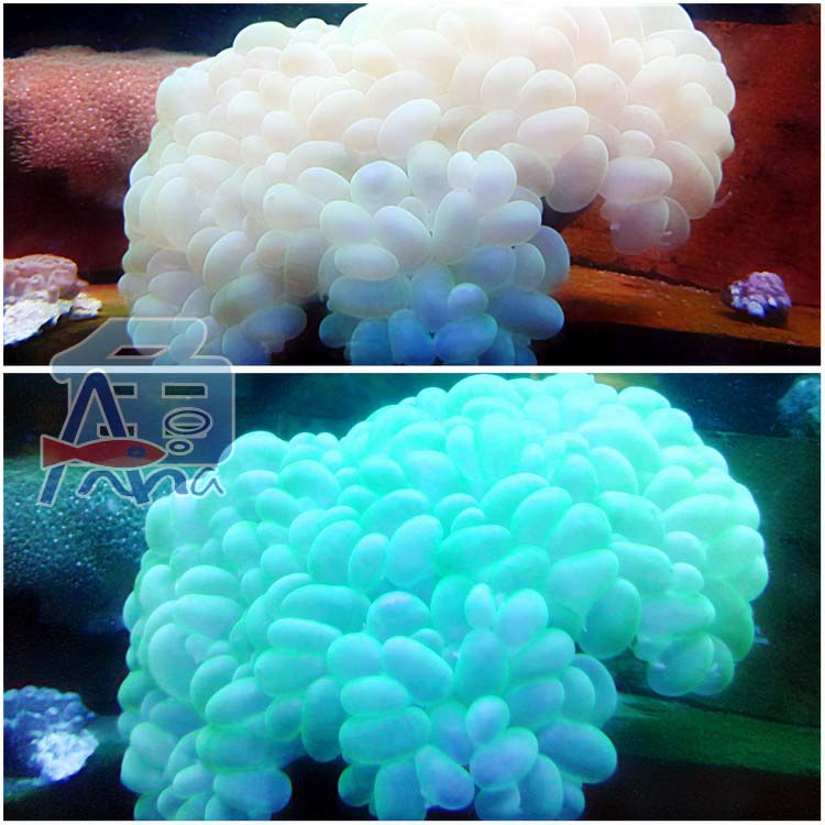 彰化-宏偉水族館 彰化水族館,魚缸設備