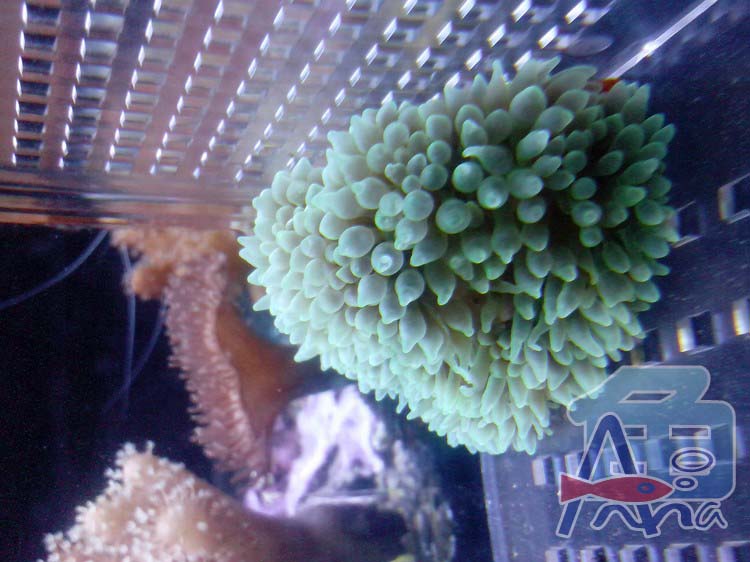 彰化-宏偉水族館 彰化水族館,魚缸設備