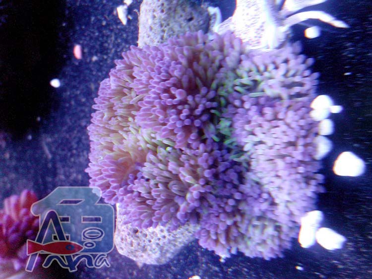 彰化-宏偉水族館 彰化水族館,魚缸設備