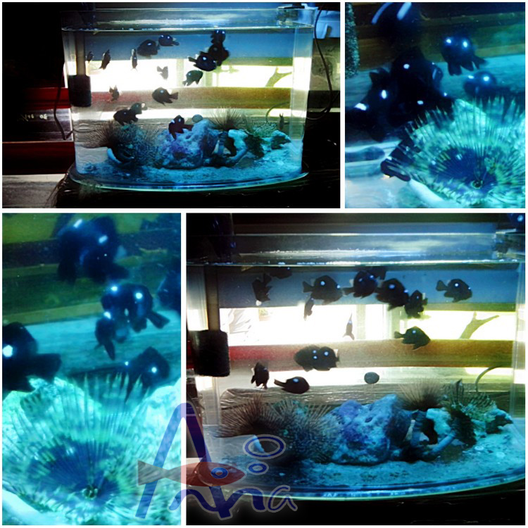 彰化水族館,魚缸設備