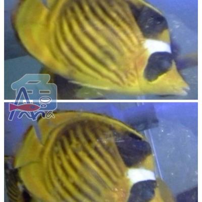 A165 Deep Fish