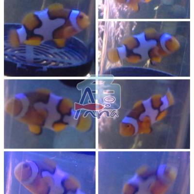 A170 Deep Fish