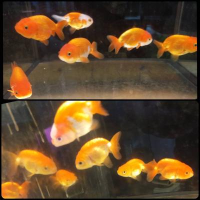 蘭壽金魚