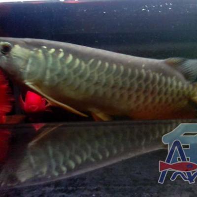A43 Light Fish