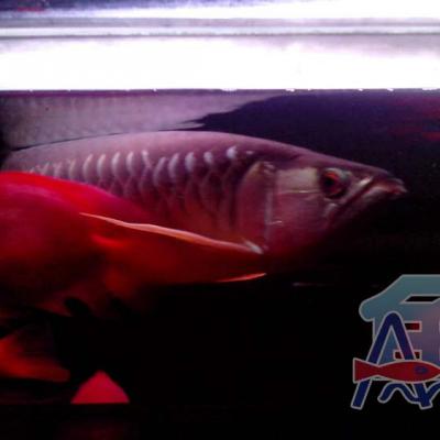 A47 Light Fish