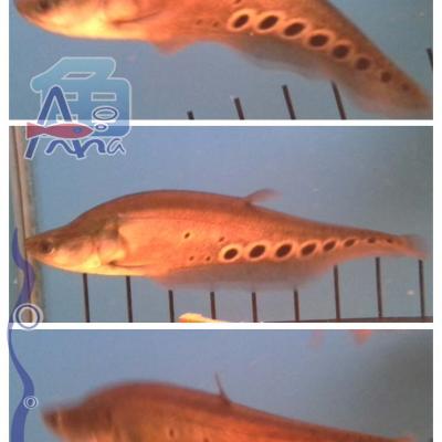 A54 Light Fish