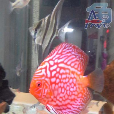 A71 Light Fish