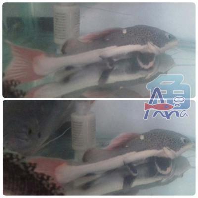 A83 Light Fish