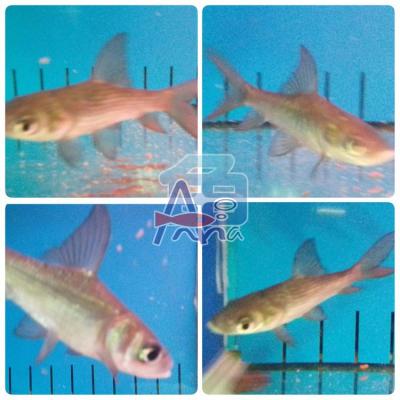 A86 Light Fish